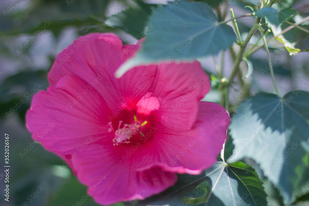 Beautiful pink flower with green leaves in the garden Beautiful pink flower with green leaves in the garden