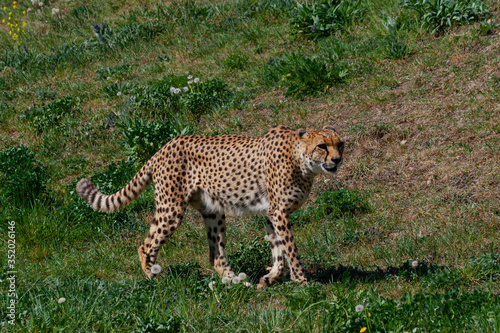Canvas Print wild cheetah exhibits in the grass