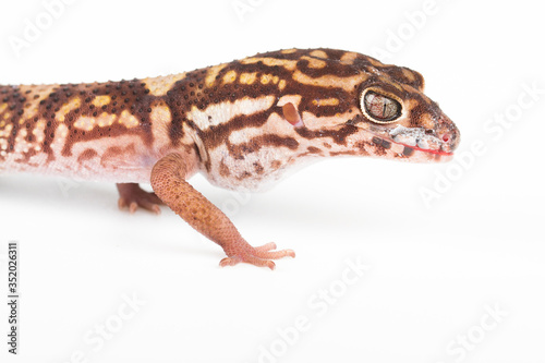 becko lizard reptile beauty isolated