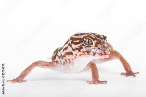 becko lizard reptile beauty isolated © +NatureStock