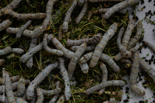 Detail of silkworms © lfmpereira