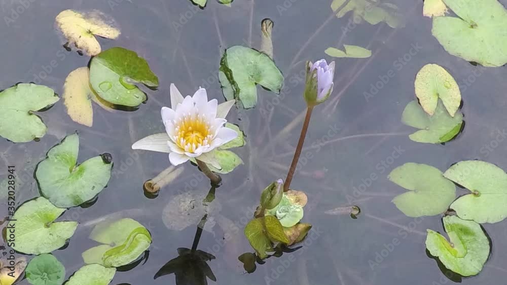 Time lapse Flor de loto floreciendo Time lapse Flor de loto floreciendo