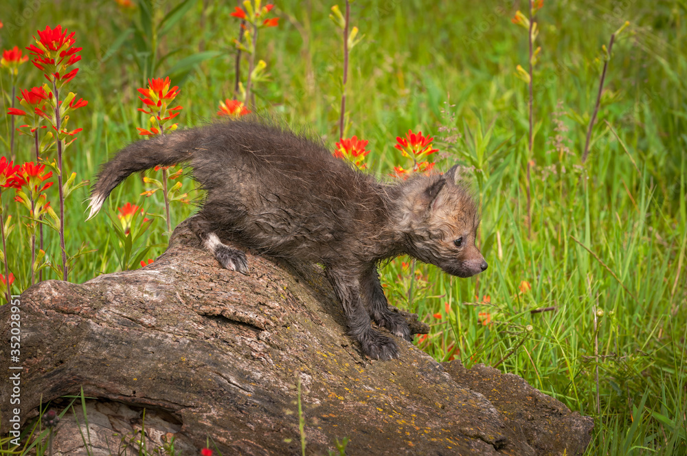 Fototapeta premium Red Fox (Vulpes vulpes) Kit Straddles Log Summer