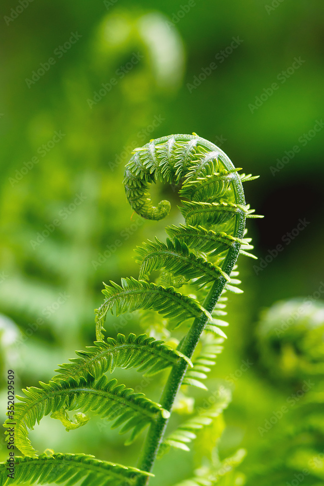 Fototapeta premium Macro photo of Fiddlehead fern