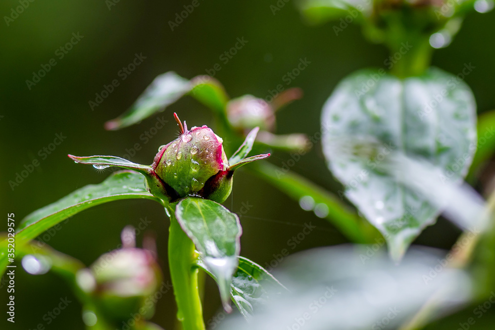 Peony bud is about to bloom Peony bud is about to bloom