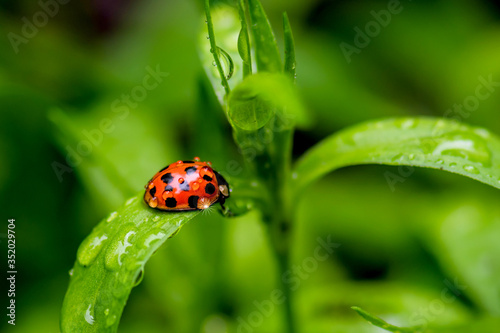Macro photo of a ladybug on flower leafs on a raining day