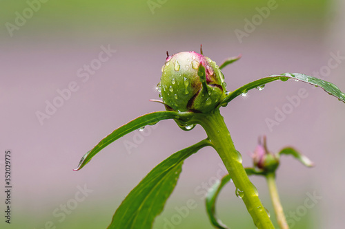 Peony bud is about to bloom 