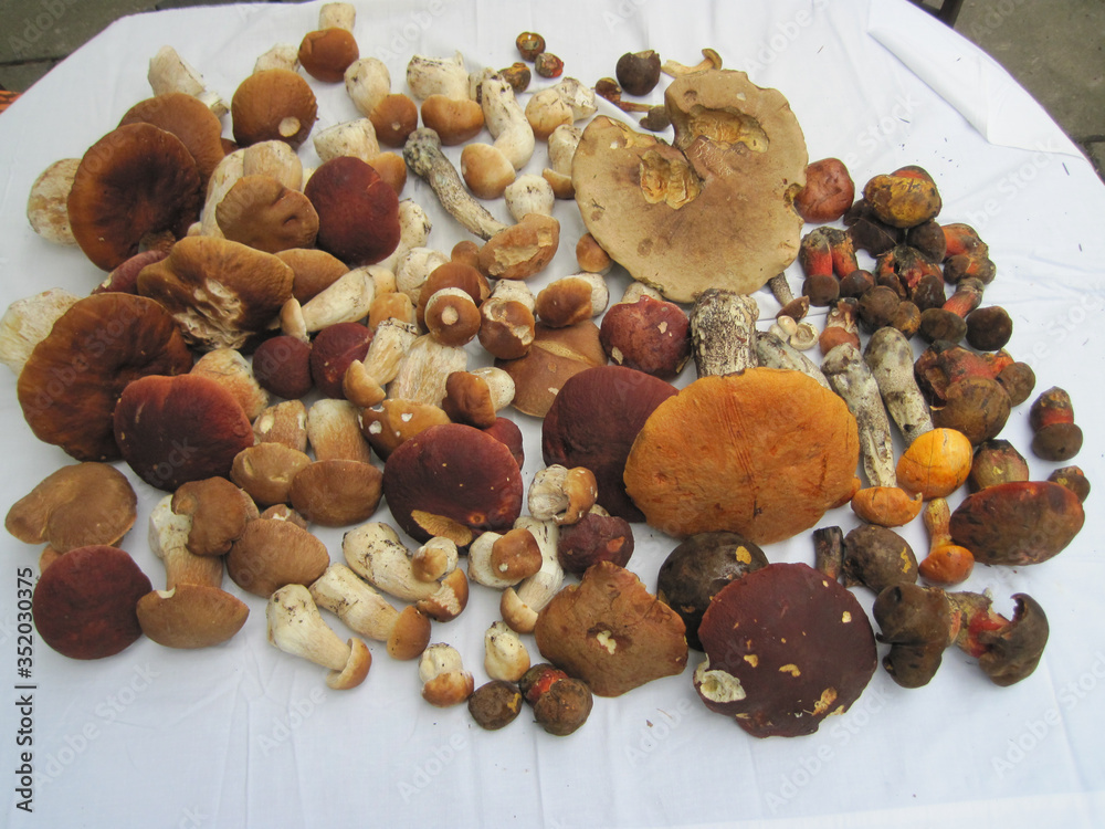 edible mushrooms in a forest in the countryside in the Czech Republic
edible mushrooms in a forest in the countryside in the Czech Republic