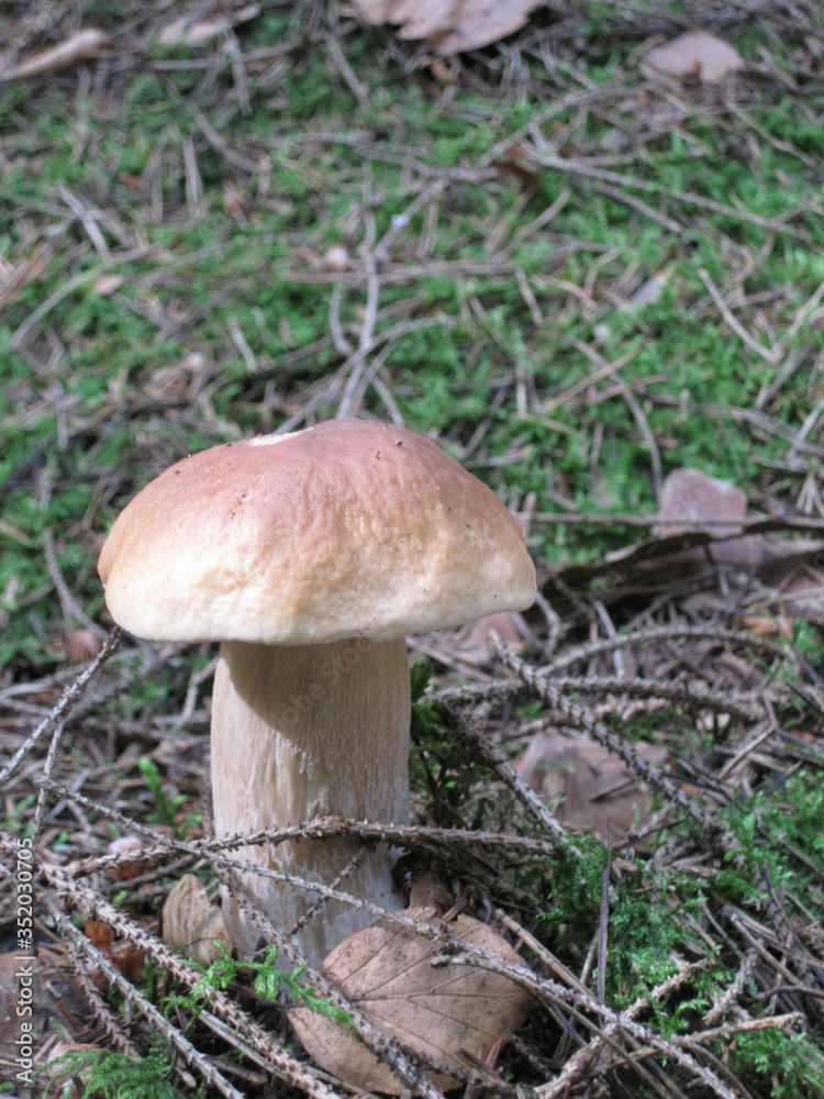 edible mushrooms in a forest in the countryside in the Czech Republic
edible mushrooms in a forest in the countryside in the Czech Republic