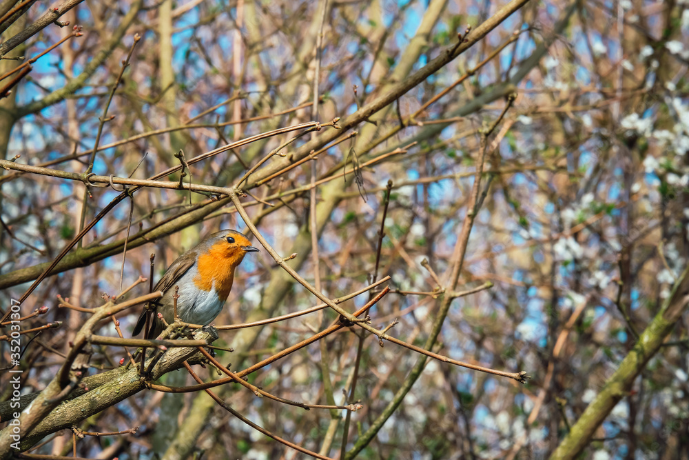 Obraz premium Portrait of a robin bird in a spring bush in the garden, Suffolk, England