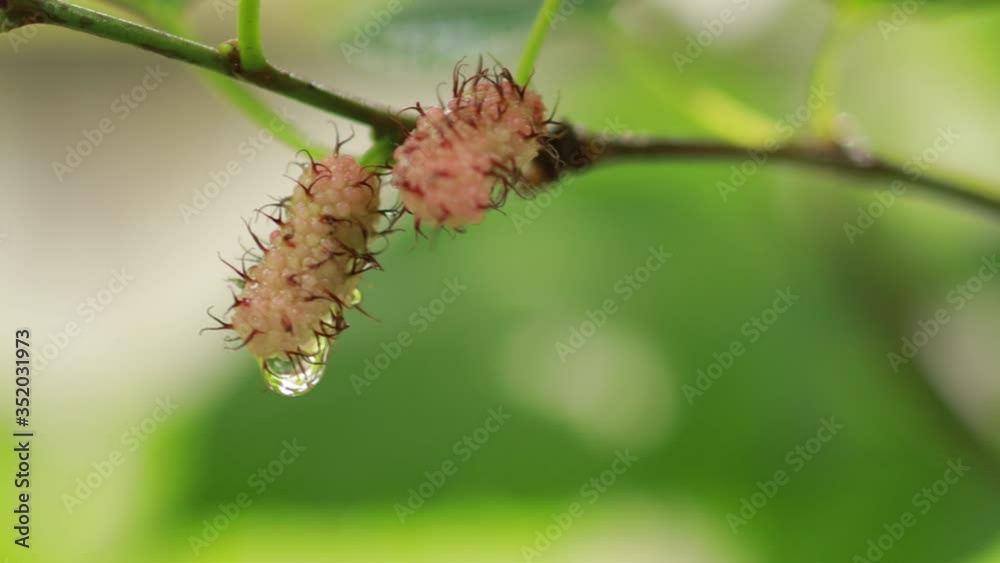 closeup mulberry fruit with water drops. Selective focus mulberry fruit on tree, fresh mulberry in nature, Mulberry Hanging on Tree Branches. closeup mulberry fruit with water drops. Selective focus mulberry fruit on tree, fresh mulberry in nature, Mulberry Hanging on Tree Branches.