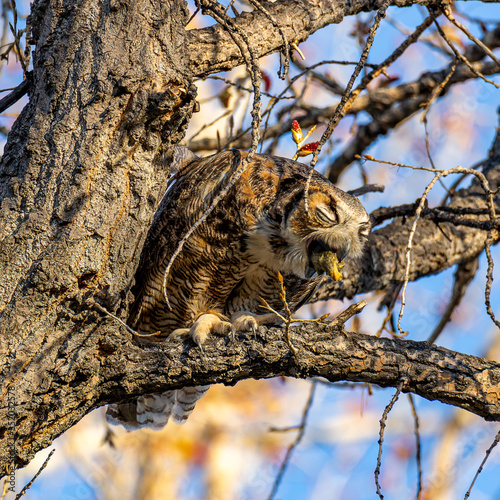 Great horned owl regurgitates a pellet photo