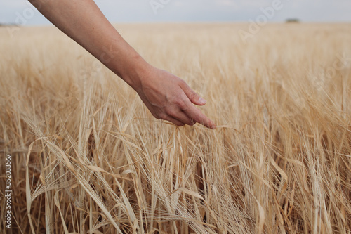 female hand holding wheat