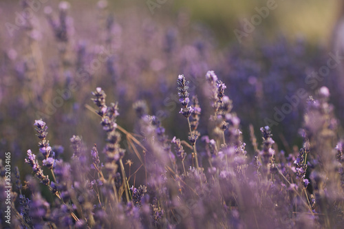 Fototapeta Naklejka Na Ścianę i Meble -  lavender flowers in provence
