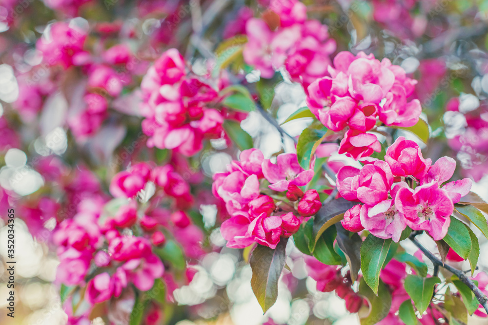 Pink paradise apple blossom in garden, soft focus Pink paradise apple blossom in garden, soft focus