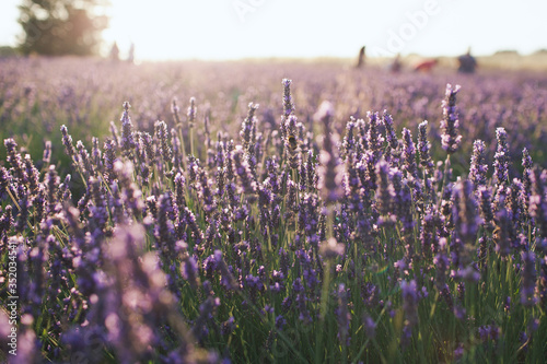 field of lavender