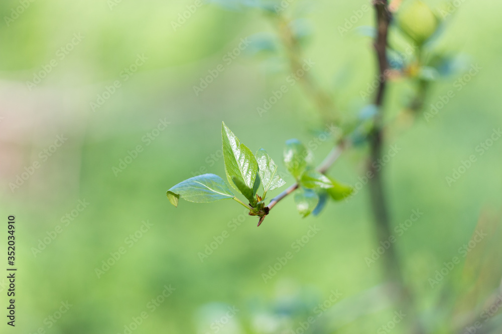 green background. greenery. first leaves. Spring. leaves in the trees bloom green background. greenery. first leaves. Spring. leaves in the trees bloom