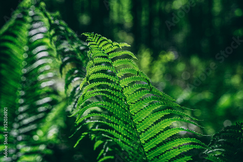 green fern leaves