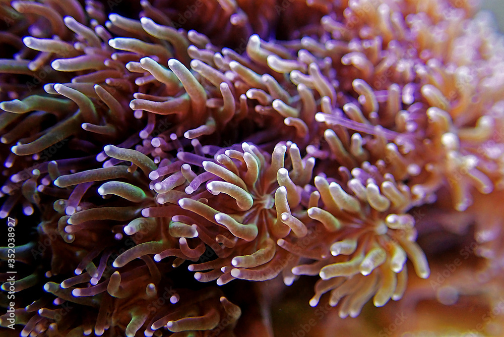 Metalic Long Polyp Galaxea Coral - (Galaxea astreata) Metalic Long Polyp Galaxea Coral - (Galaxea astreata)