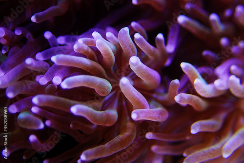 Metalic Long Polyp Galaxea Coral - (Galaxea astreata)