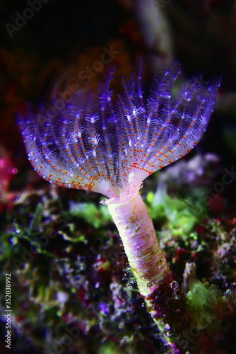White tiny tube worm in macro scene in marine reef aquaium photo