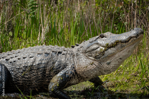 Large American alligator bellowing mating call at canal in Okefenokee wildlife refuge in Georgia.