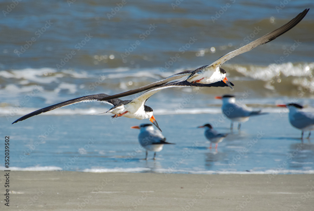 Black Skimmers flying over surf at Jeckle Island Beach in coastal Georgia. Black Skimmers flying over surf at Jeckle Island Beach in coastal Georgia.