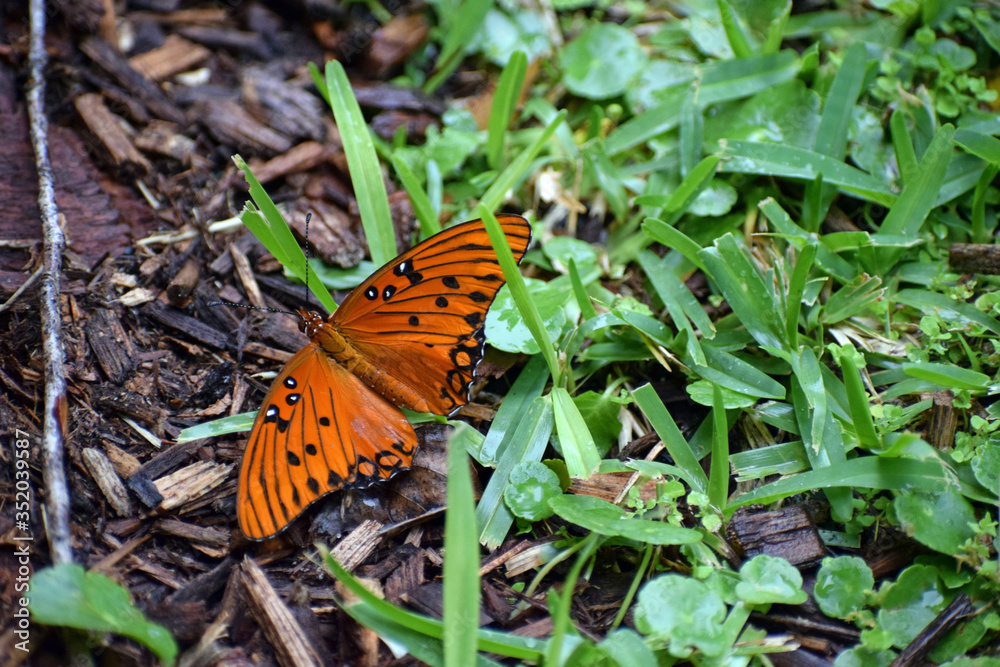 Orange Butterfly (1)