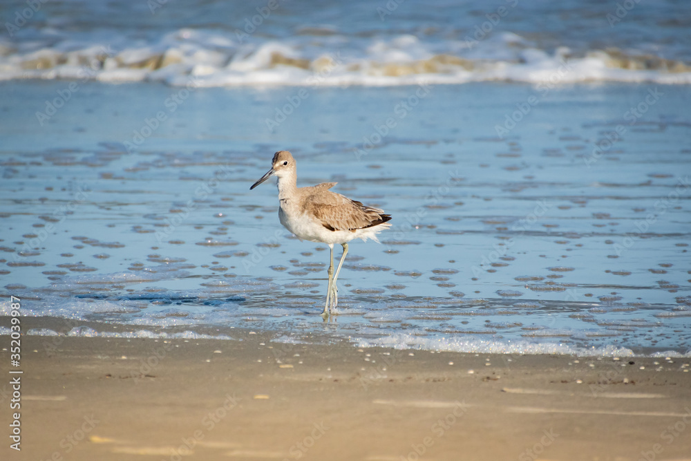 Piping Plover hunting insects and mollusks at Jeckle Island Beach in Georgia. Piping Plover hunting insects and mollusks at Jeckle Island Beach in Georgia.