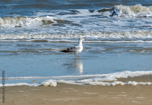 Laughing Seagull on Jeckle Island Beach in Georgia.