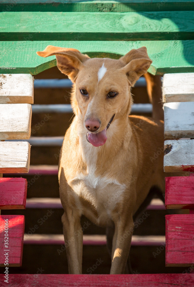 Pies wyglądający z kolorowej budy - obrazy, fototapety, plakaty 