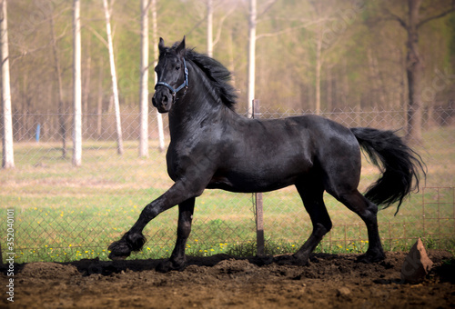 Fototapeta Naklejka Na Ścianę i Meble -  Biegnący koń fryzyjski