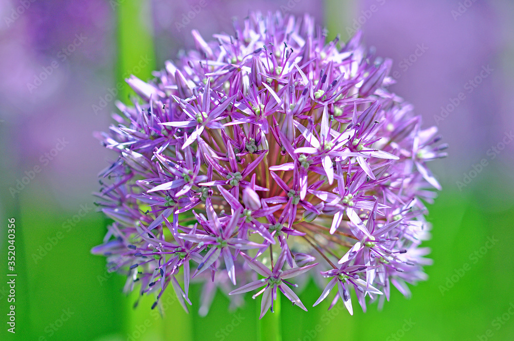 Blume Blume