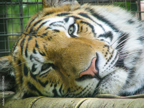 Lazy tiger at zoo