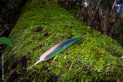 Bright green feather from an emerald dove on mossy log. photo