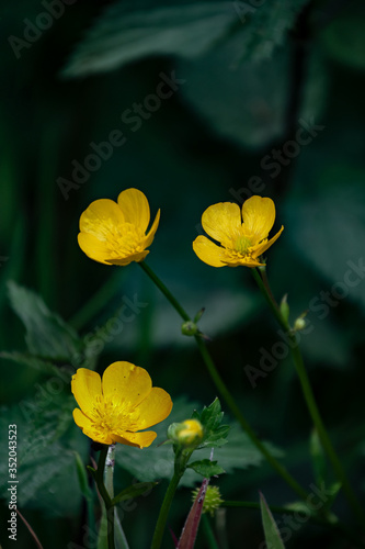 Flowering of Marsh Marigold  Caltha palustris . Floral background