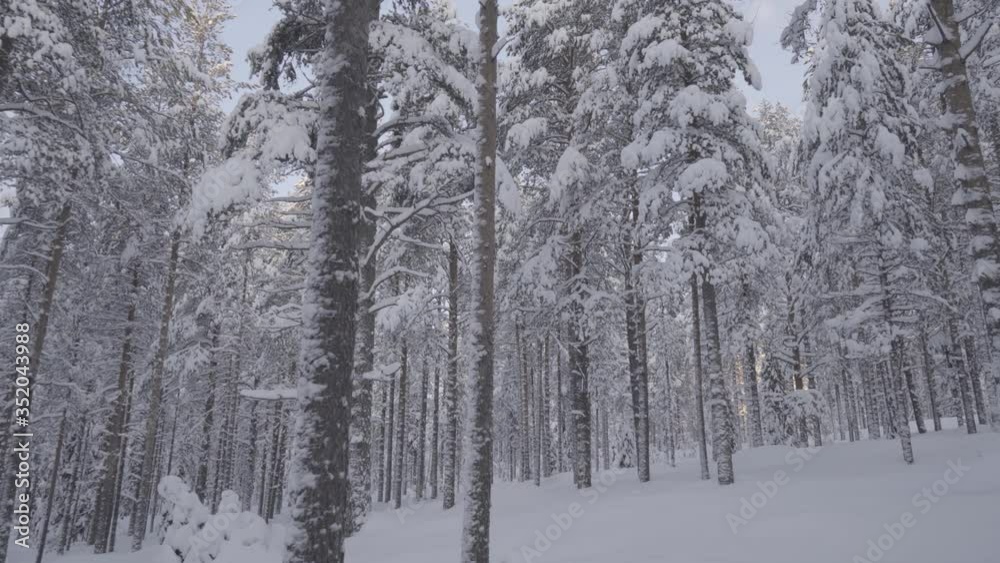 Typical forest of Lapland during the winter. Lapland, Finland. Typical forest of Lapland during the winter. Lapland, Finland.