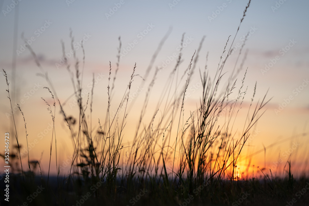 sunset in the grass