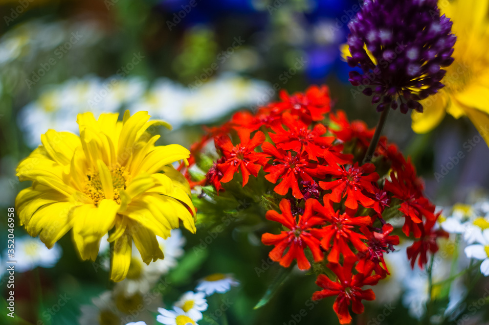 a bouquet of bright spring flowers of various types a bouquet of bright spring flowers of various types