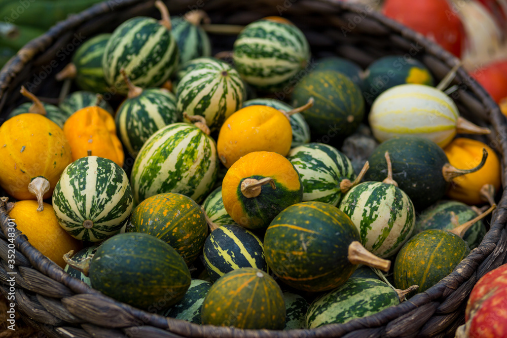 Close up of orange and green decoration with pumpkins on table