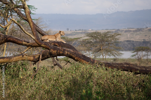 lioness lying on a tree  National park  Kenia  safari