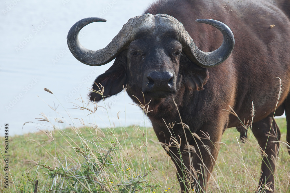 Naklejka premium buffalo