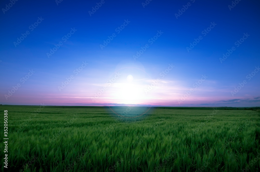 campo de trigo en la hora dorada