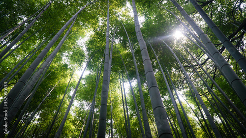 Tableau sur toile Low Angle View Of Bamboos