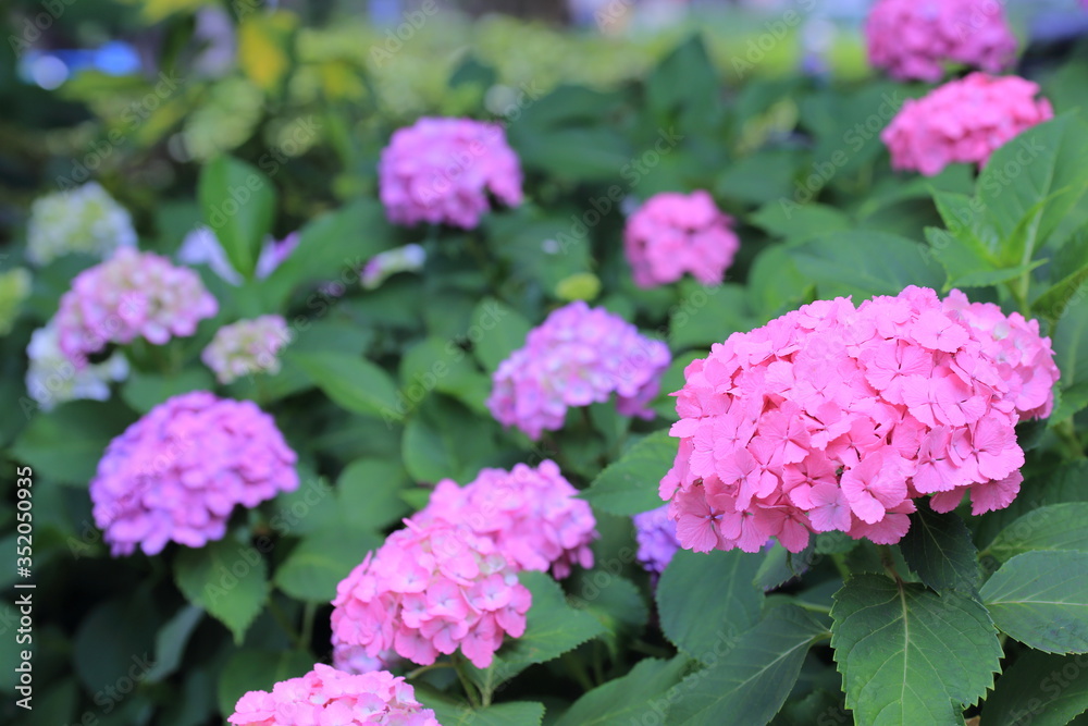 公園に咲く紫陽花