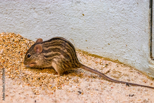 The Barbary striped grass mouse is a small rodent of the suborder Myomorpha. This monotypic species is native to coastal Morocco, Algeria and Tunisia in northwest Africa.