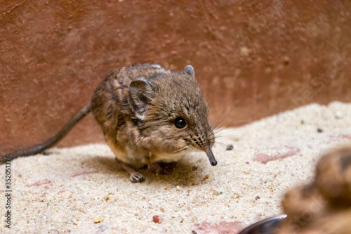 The round-eared elephant shrew (Macroscelides proboscideus) is a species of elephant shrew (sengi) in the family Macroscelididae. It eats insects, shoots, and roots.
