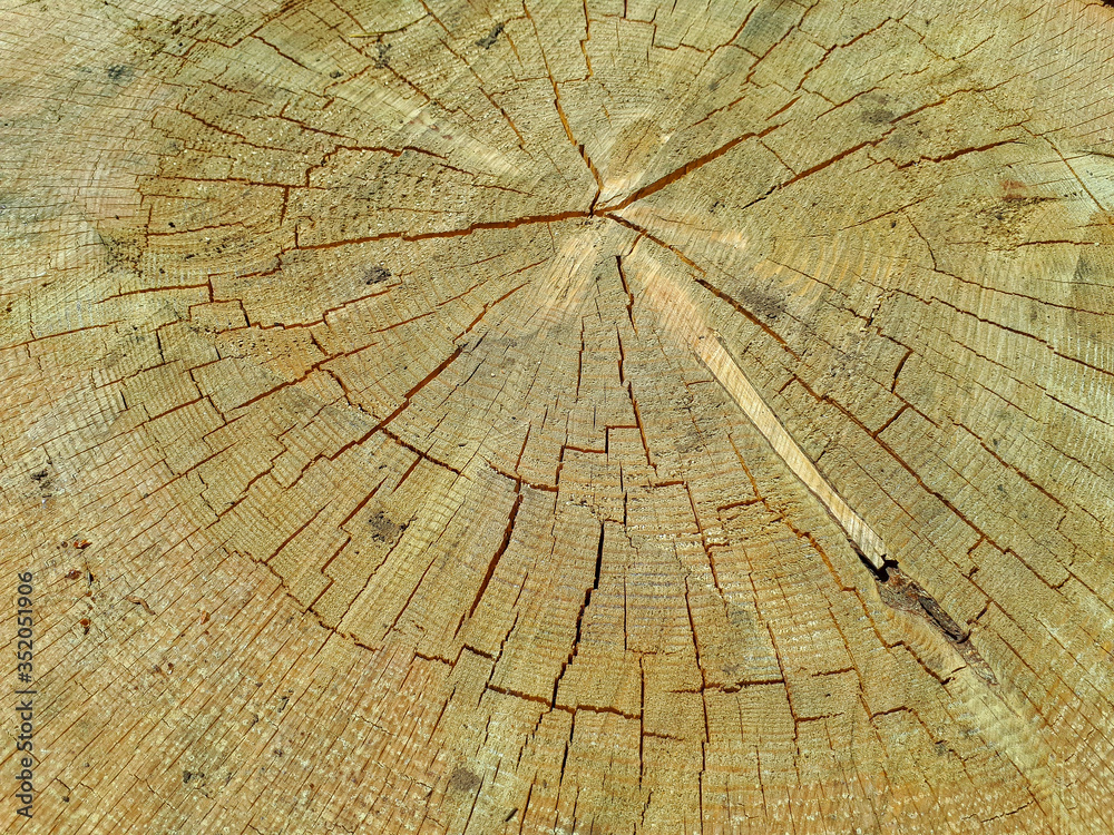 Fototapeta premium Warm brown texture of cut wood. Detailed texture of a felled tree trunk or stump. Rough organic tree rings with a close - up of the end grain