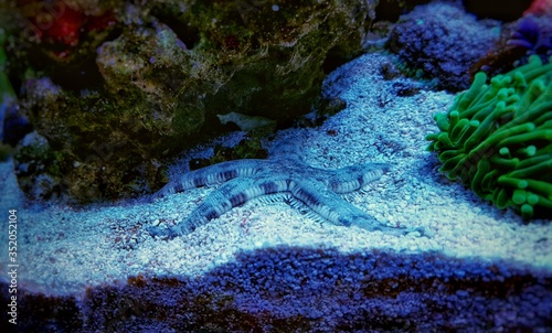 Sand Sifting Sea Star - (Astropecten polycanthus) photo