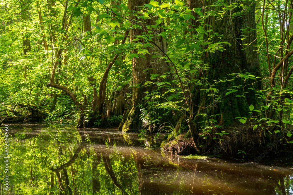 Obraz premium A Millpond Surrounded by Cypress Trees and Associated Cypress Knees.